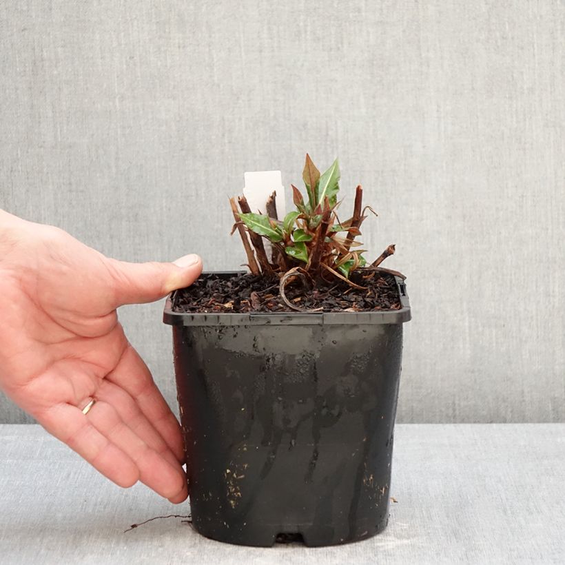 Exemplaar van Persicaria amplexicaulis Bloody Mary - Duizendknoop Pot van 2 l/3 l zoals geleverd in de winter