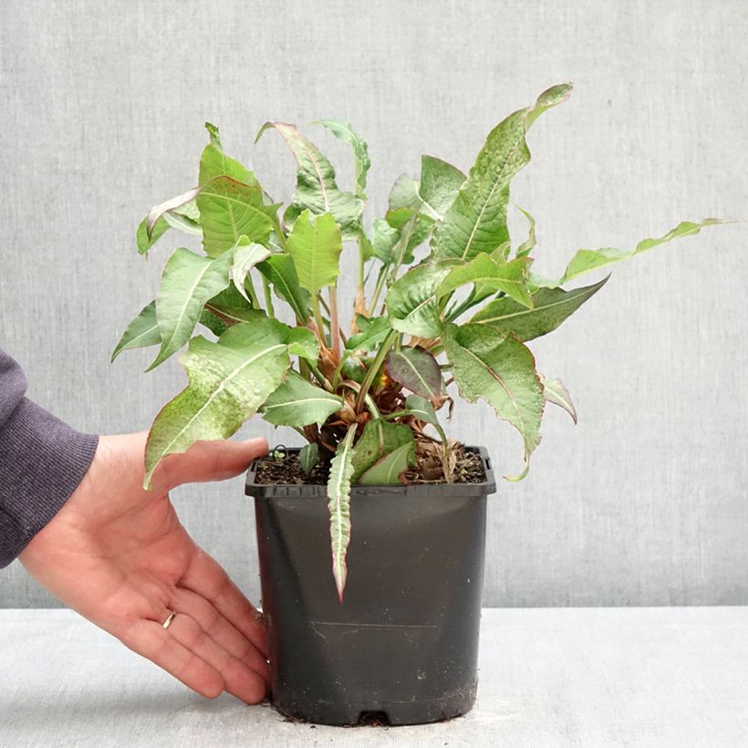 Exemplaar van Persicaria amplexicaulis Bloody Mary - Duizendknoop Pot van 2 l/3 l zoals geleverd in de lente