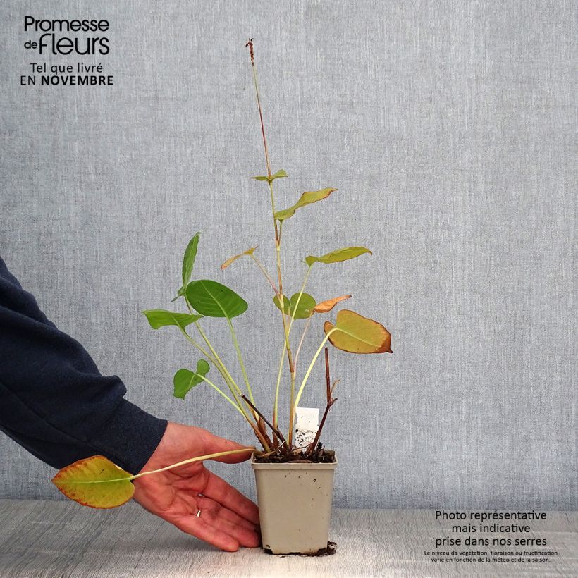 Exemplaar van Persicaria amplexicaulis - Duizendknoop Kweekpotje van 8/9 cm zoals geleverd in de herfst