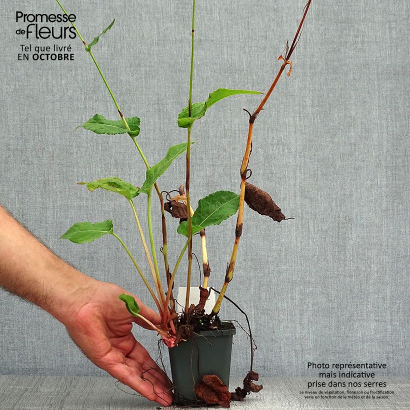 Exemplaar van Persicaria amplexicaulis Fat Domino - Duizendknoop Kweekpotje van 8/9 cm zoals geleverd in de herfst