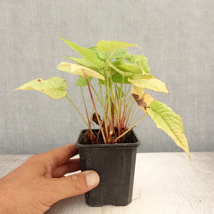 Exemplaar van Persicaria amplexicaulis Golden Arrow - Duizendknoop Kweekpotje van 8/9 cm zoals geleverd in de zomer