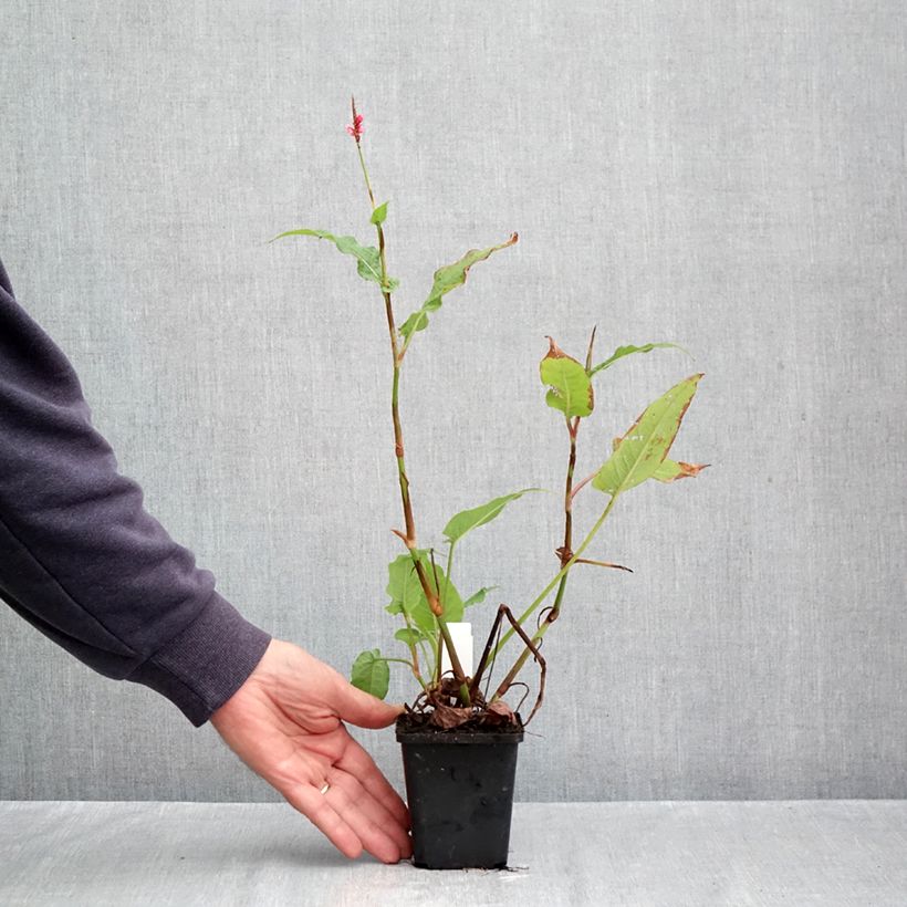 Exemplaar van Persicaria amplexicaulis High Society - Duizendknoop Kweekpotje van 8/9 cm zoals geleverd in de herfst