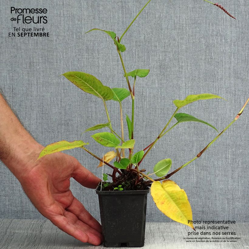 Exemplaar van Persicaria amplexicaulis High Society - Duizendknoop Kweekpotje van 8/9 cm zoals geleverd in de zomer