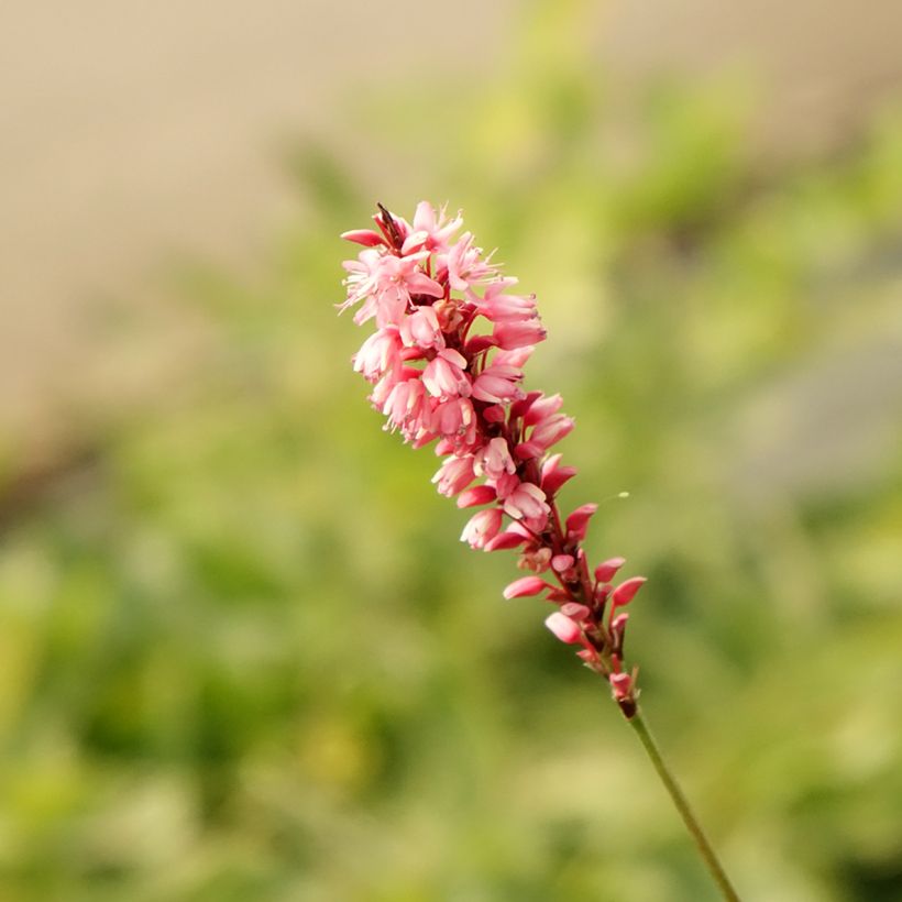 Persicaria amplexicaulis High Society - Duizendknoop (Bloei)