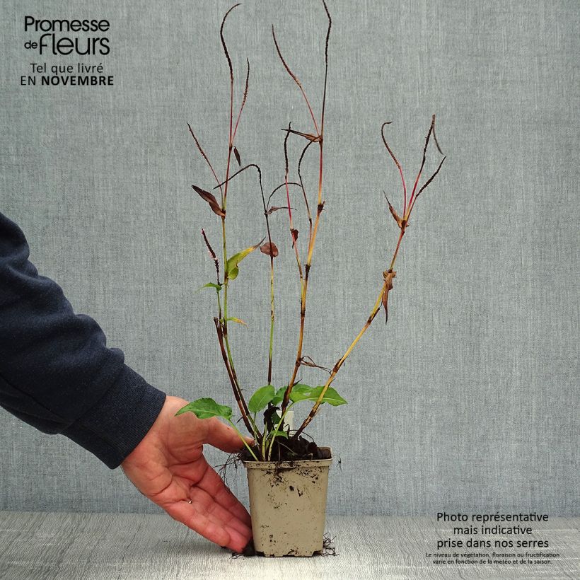 Exemplaar van Persicaria amplexicaulis Pink Elephant - Duizendknoop Kweekpotje van 8/9 cm zoals geleverd in de herfst