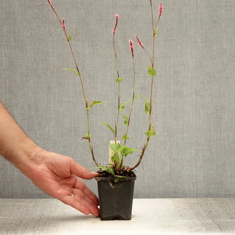 Exemplaar van Persicaria amplexicaulis Pink Elephant - Duizendknoop Kweekpotje van 8/9 cm zoals geleverd in de zomer