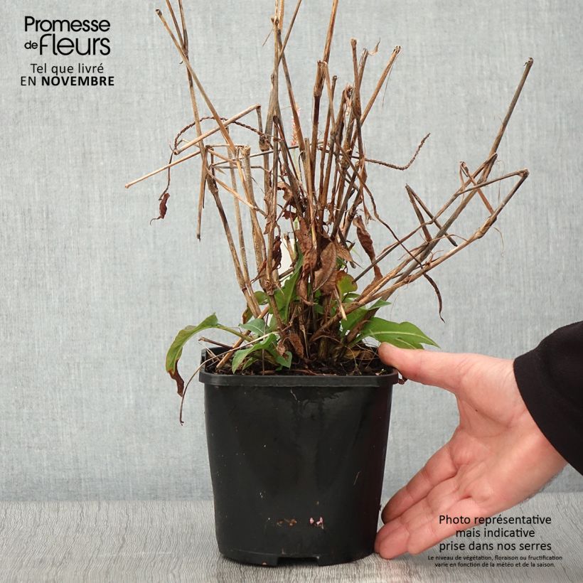 Exemplaar van Persicaria amplexicaulis Pink Elephant - Duizendknoop Pot van 1,5 l/2 l zoals geleverd in de herfst