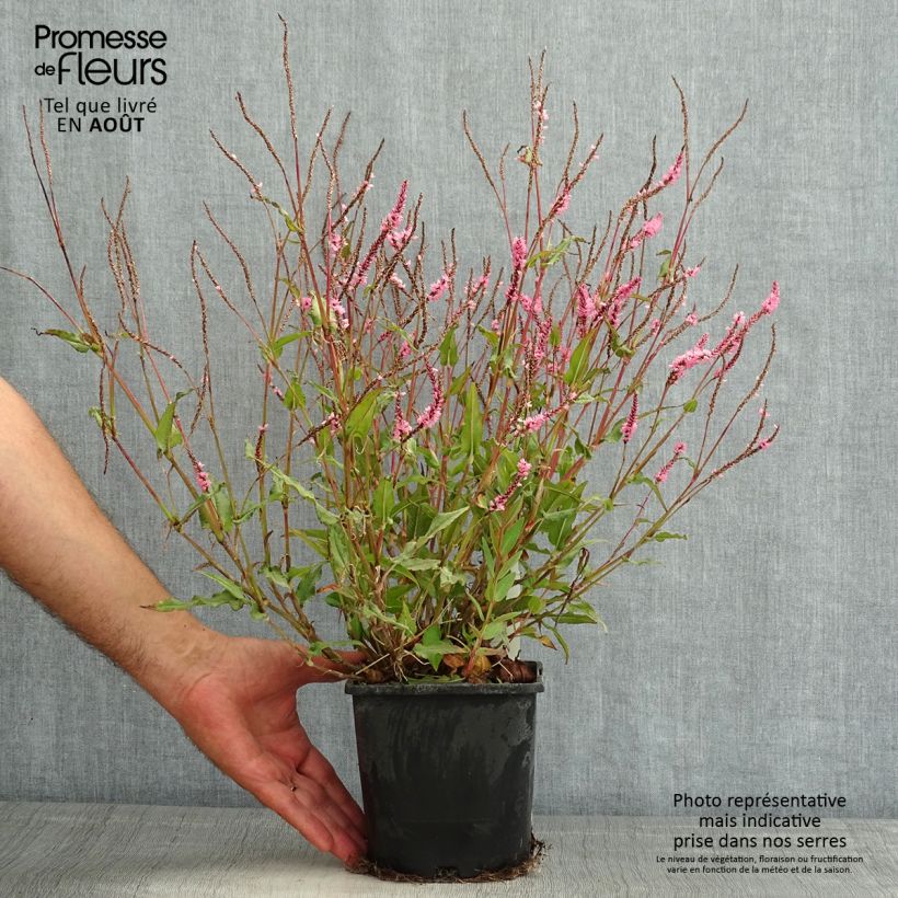 Exemplaar van Persicaria amplexicaulis Pink Elephant - Duizendknoop Pot van 1,5 l/2 l zoals geleverd in de zomer