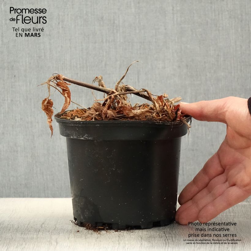 Exemplaar van Persicaria amplexicaulis Rosea - Duizendknoop Pot van 2 l/3 l zoals geleverd in de lente