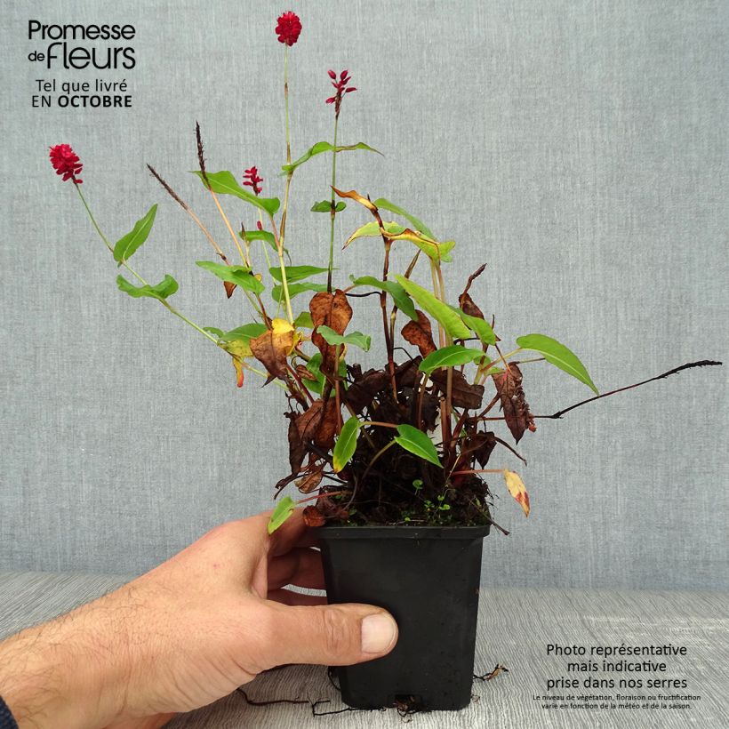 Exemplaar van Persicaria amplexicaulis Taurus - Duizendknoop Kweekpotje van 8/9 cm zoals geleverd in de herfst