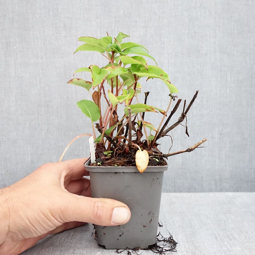 Exemplaar van Persicaria amplexicaulis var. pendula - Duizendknoop Kweekpotje van 8/9 cm zoals geleverd in de herfst