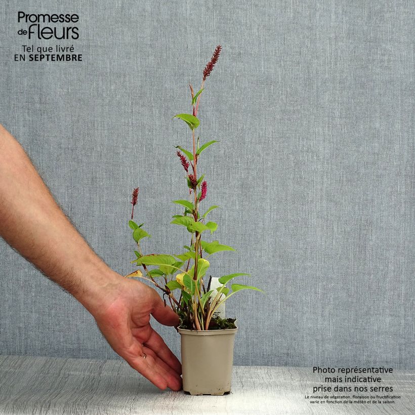 Exemplaar van Persicaria amplexicaulis var. pendula - Duizendknoop Kweekpotje van 8/9 cm zoals geleverd in de zomer