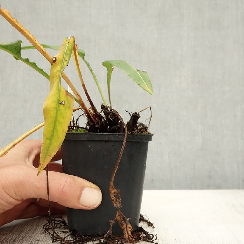 Exemplaar van Persicaria bistorta Hohe Tatra - Adderwortel Kweekpotje van 8/9 cm zoals geleverd in de herfst