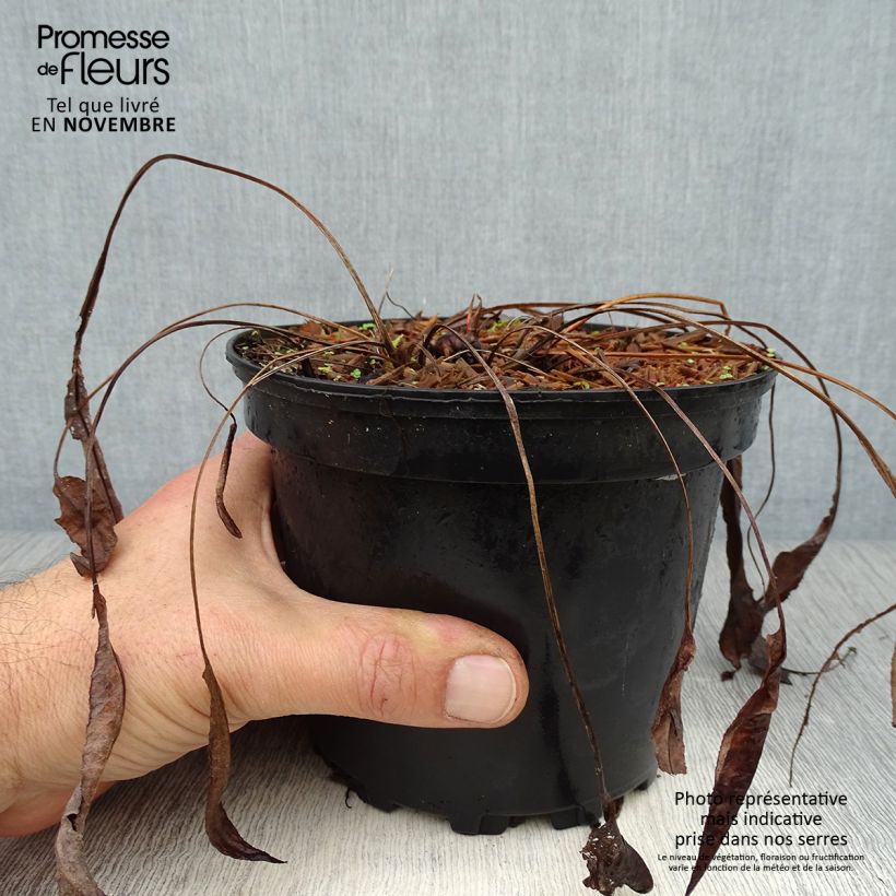Exemplaar van Persicaria bistorta Superba - Adderwortel Pot van 2 l/3 l zoals geleverd in de herfst