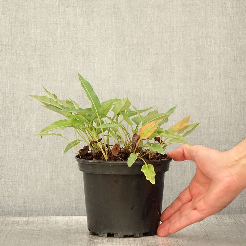 Exemplaar van Persicaria bistorta Superba - Adderwortel Pot van 2 l/3 l zoals geleverd in de zomer