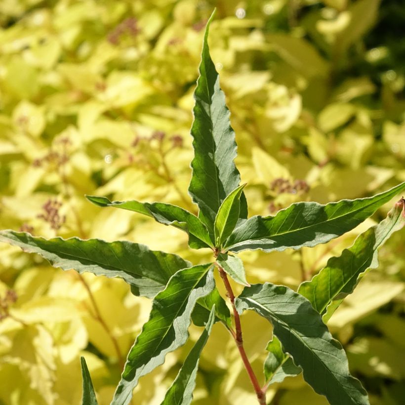 Persicaria dshawachischwilii - Duizendknoop (Blad)