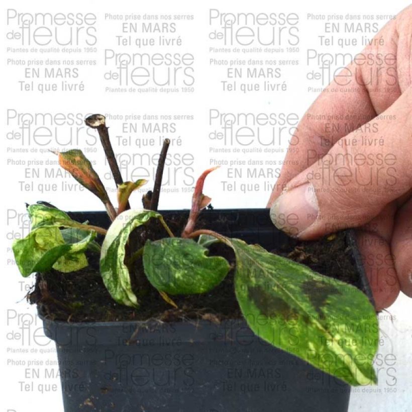 Voorbeeld van een exemplaar van Persicaria virginiana var. filiformis Comptons Red - Duizendknoop Kweekpotje van 8/9 cm zoals geleverd