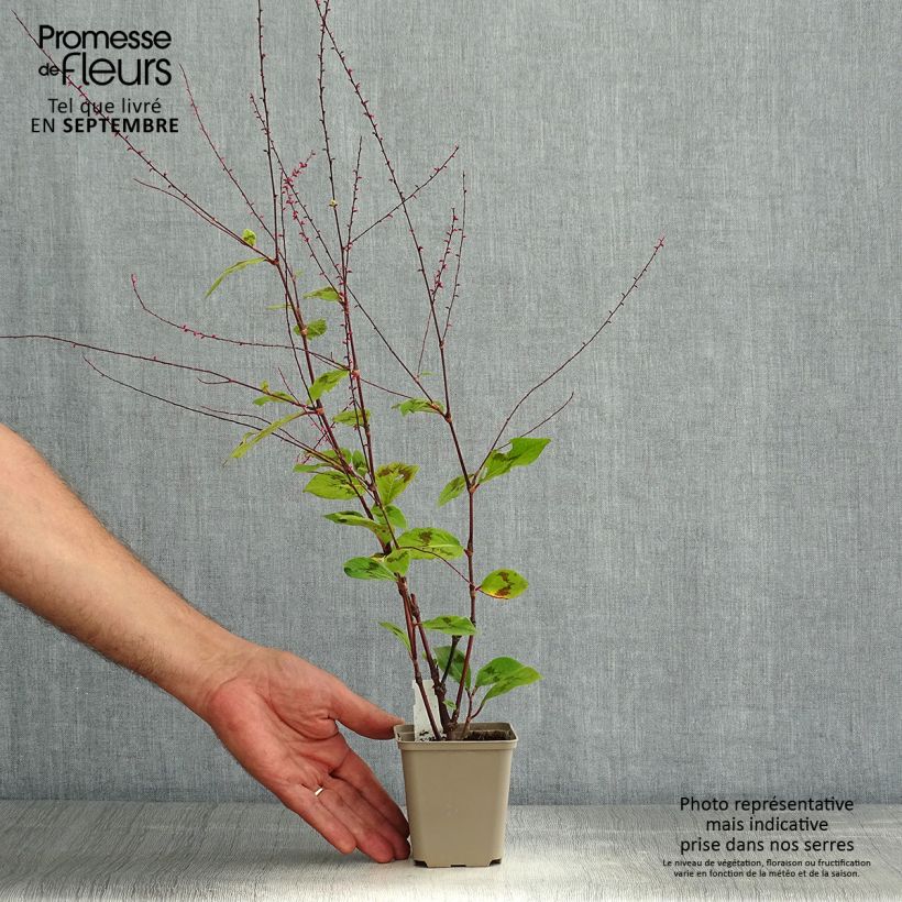 Exemplaar van Persicaria filiformis - Duizendknoop Kweekpotje van 8/9 cm zoals geleverd in de zomer