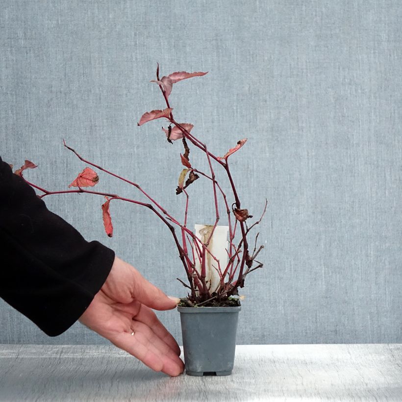 Exemplaar van Persicaria microcephala Red Dragon - Duizendknoop Kweekpotje van 8/9 cm zoals geleverd in de herfst