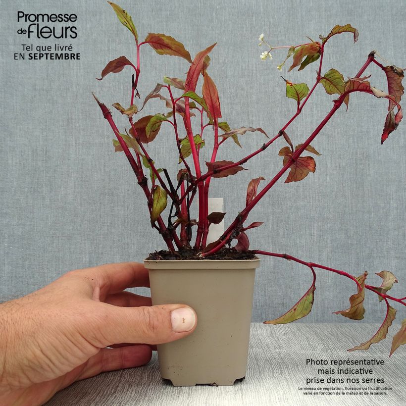 Exemplaar van Persicaria microcephala Red Dragon - Duizendknoop Kweekpotje van 8/9 cm zoals geleverd in de zomer