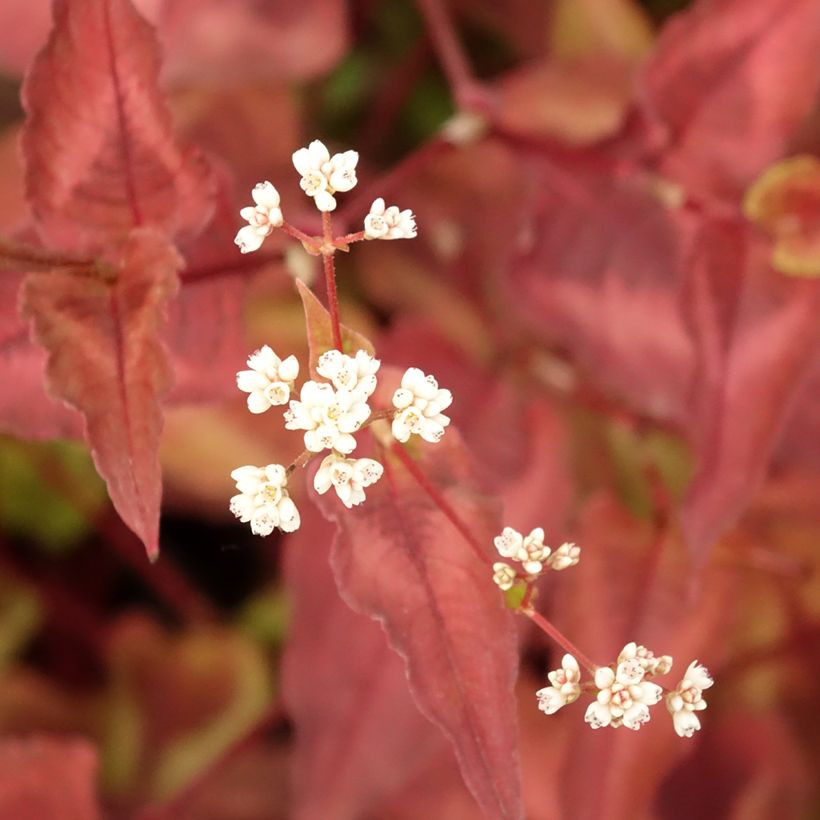 Persicaria microcephala Red Dragon - Duizendknoop (Blad)