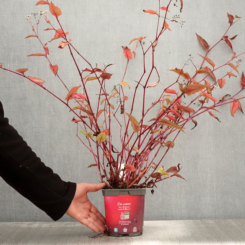 Exemplaar van Persicaria microcephala Red Dragon - Duizendknoop Pot van 1,5 l/2 l zoals geleverd in de herfst