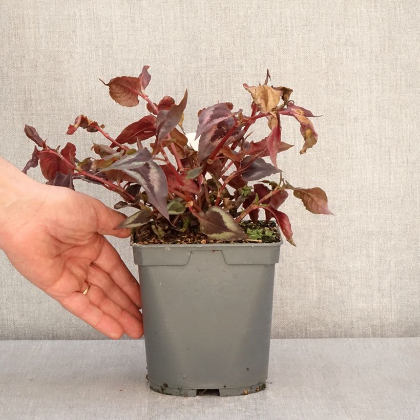 Example of Persicaria microcephala Red Dragon - Duizendknoop Pot van 1,5 l/2 l as you get in printemps