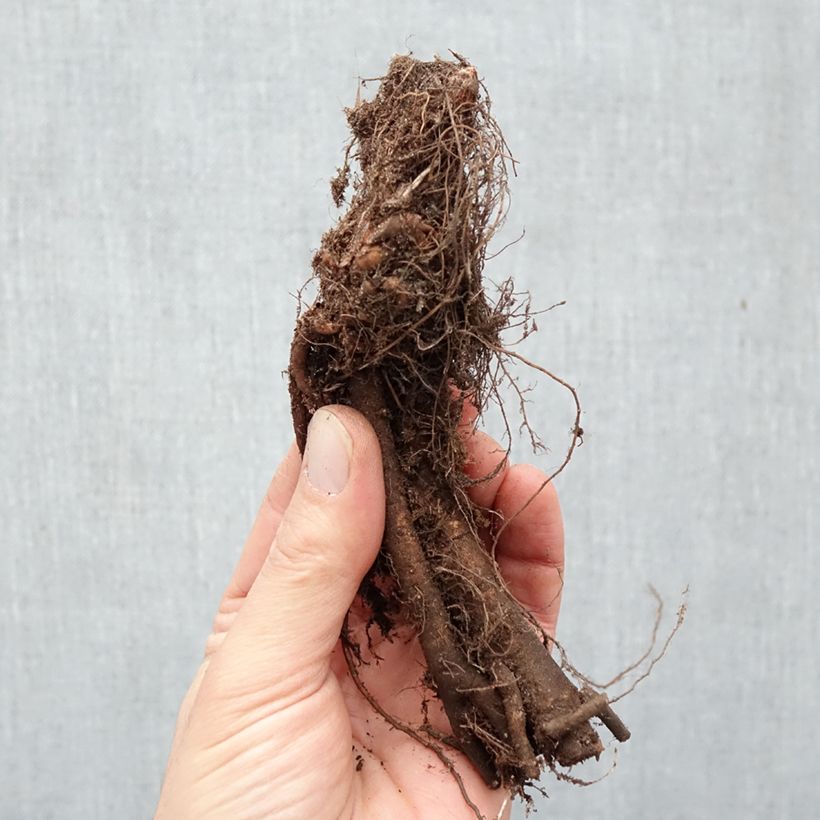 Exemplaar van Persicaria polymorpha - Duizendknoop Naakte wortel zoals geleverd in de winter