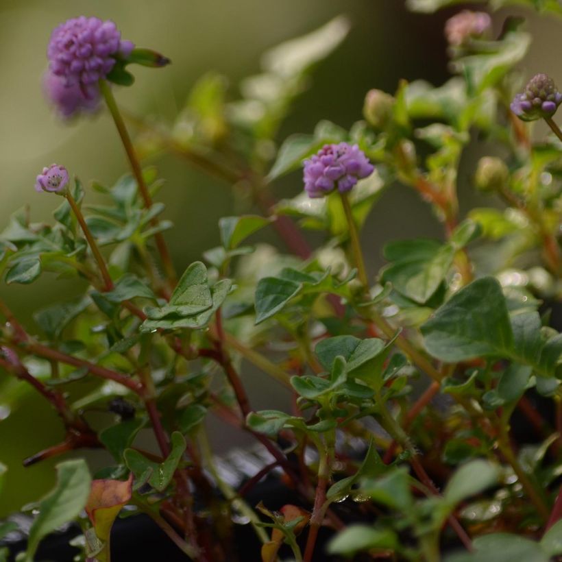 Persicaria runcinata Needhams Form - Duizendknoop (Blad)