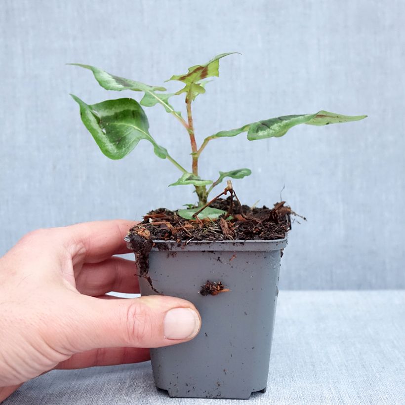 Exemplaar van Persicaria runcinata Purple Fantasy - Duizendknoop Kweekpotje van 8/9 cm zoals geleverd in de herfst