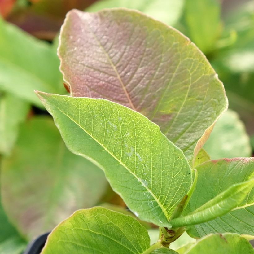Persicaria weyrichii - Duizendknoop (Blad)
