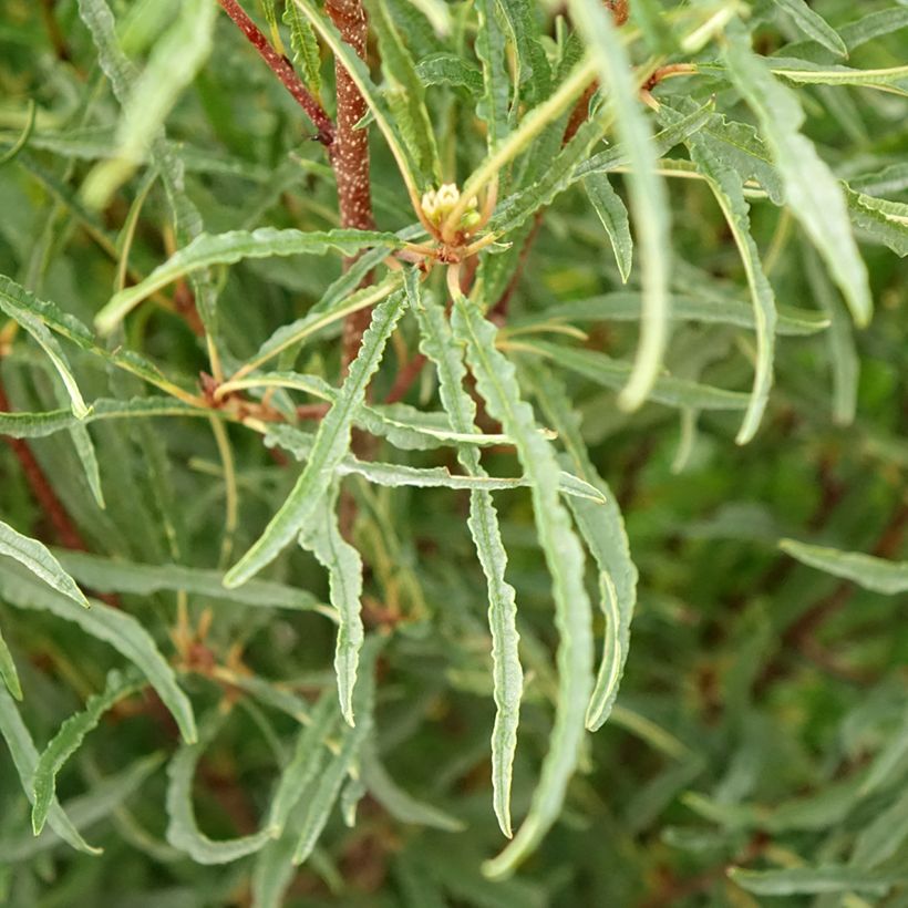 Rhamnus frangula Asplenifolia - Sporkehout (Blad)