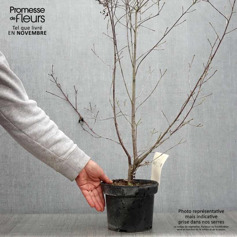 Exemplaar van Rhamnus frangula Asplenifolia - Sporkehout Pot van 2 l/3 l zoals geleverd in de herfst