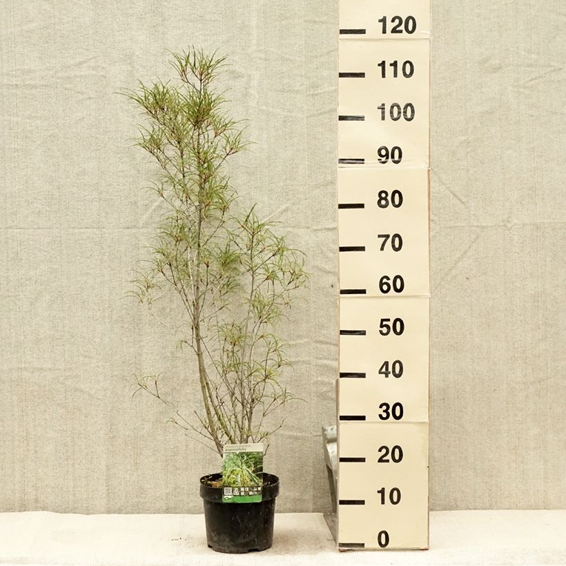 Exemplaar van Rhamnus frangula Asplenifolia - Sporkehout Pot van 2 l/3 l zoals geleverd in de zomer