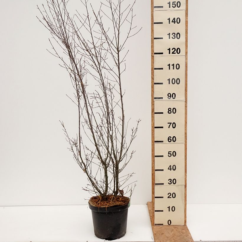 Exemplaar van Rhamnus frangula Asplenifolia - Sporkehout Pot van 7,5 l/10 l zoals geleverd in de herfst