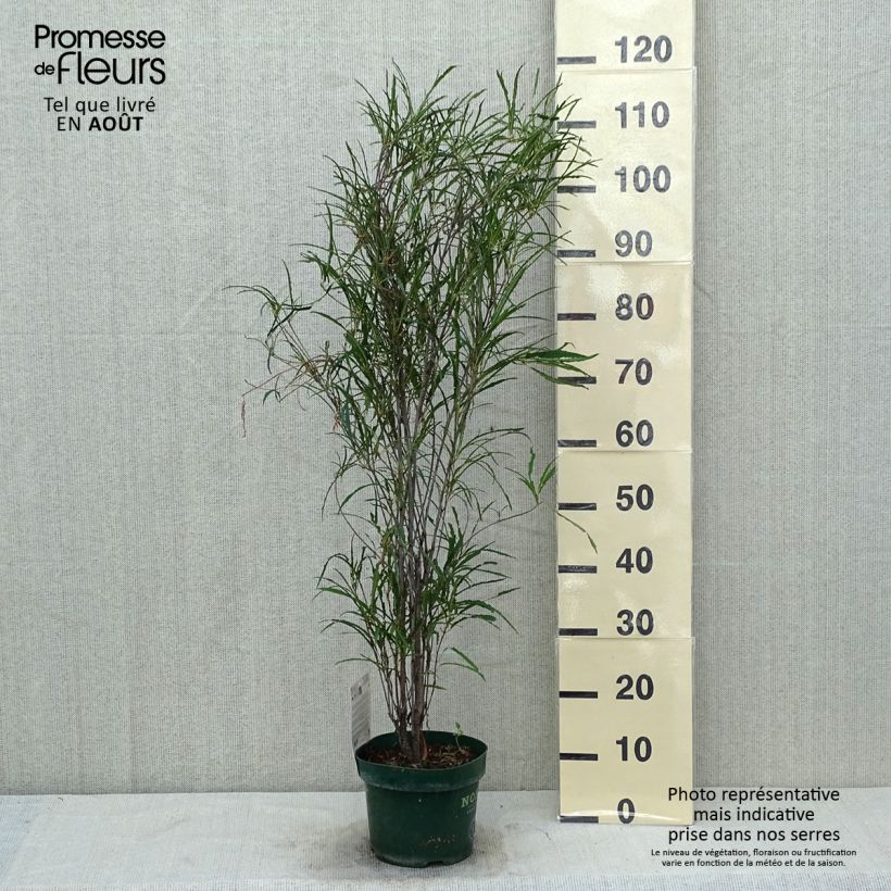 Exemplaar van Rhamnus frangula Fine Line - Sporkehout Pot van 3 l/4 l zoals geleverd in de zomer
