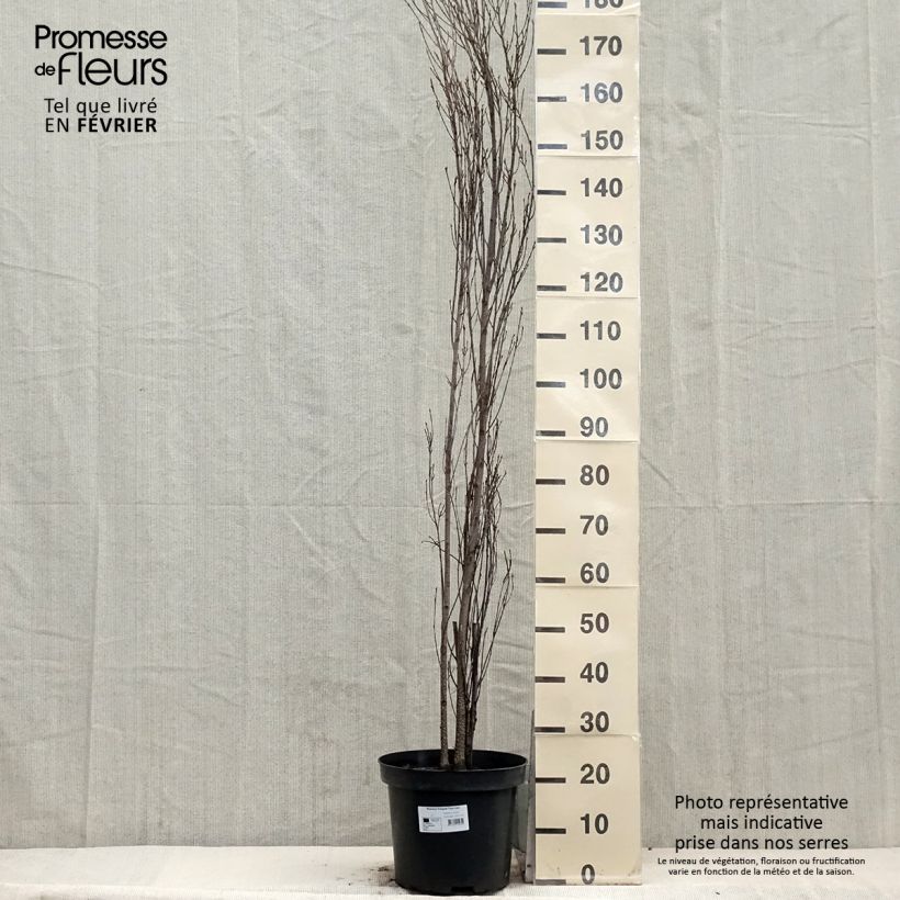 Exemplaar van Rhamnus frangula Fine Line - Bourdaine, Frangula alnus Pot de 7,5L/10L zoals geleverd in de winter
