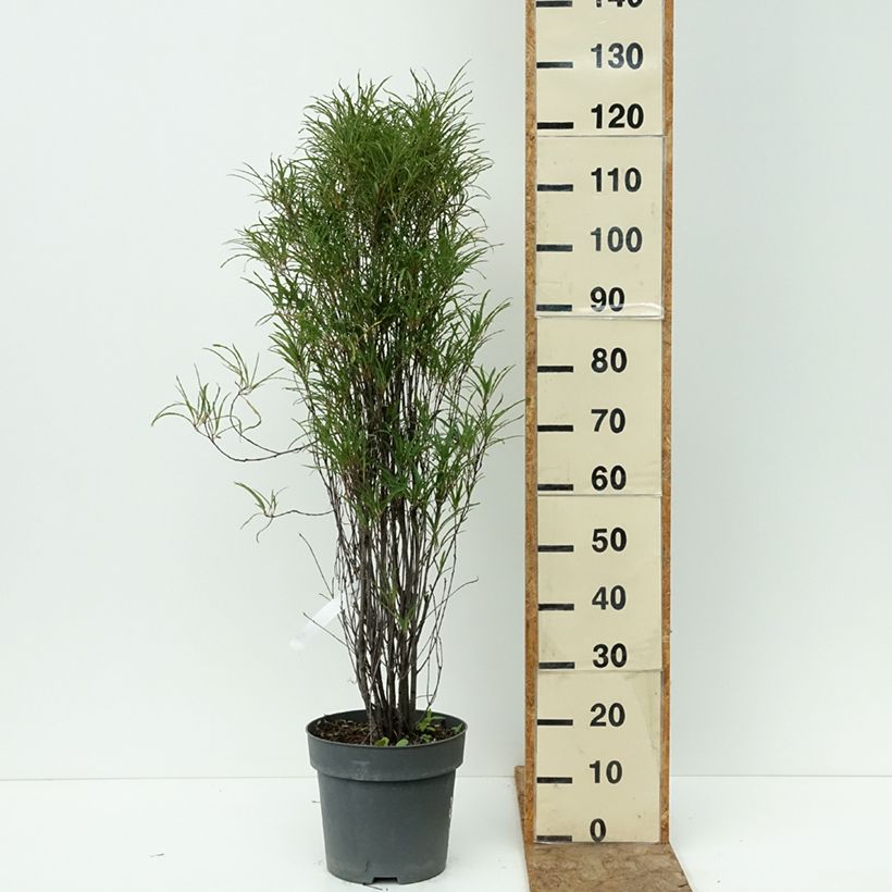 Exemplaar van Rhamnus frangula Fine Line - Sporkehout Pot van 7,5 l/10 l zoals geleverd in de zomer