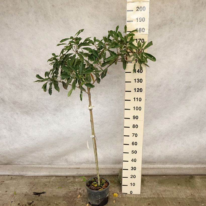 Exemplaar van Rhaphiobotrya Coppertone - néflier hybride Pot de 10L tige zoals geleverd in de herfst