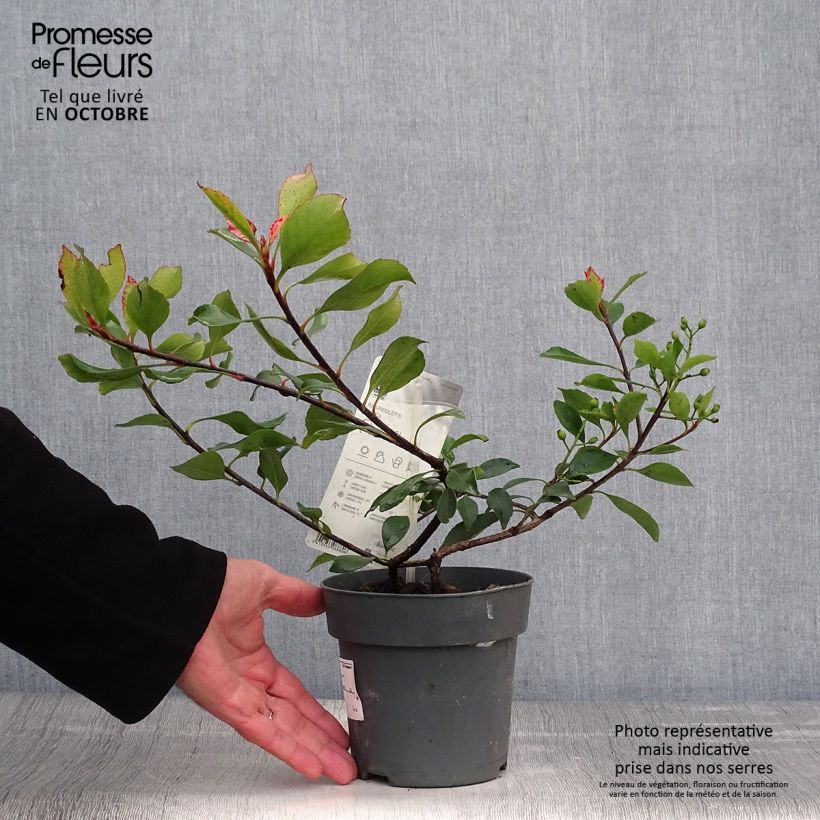 Exemplaar van Rhaphiolepis Pink Cloud - Indische haagdoorn Pot van 1,5 l/2 l zoals geleverd in de herfst