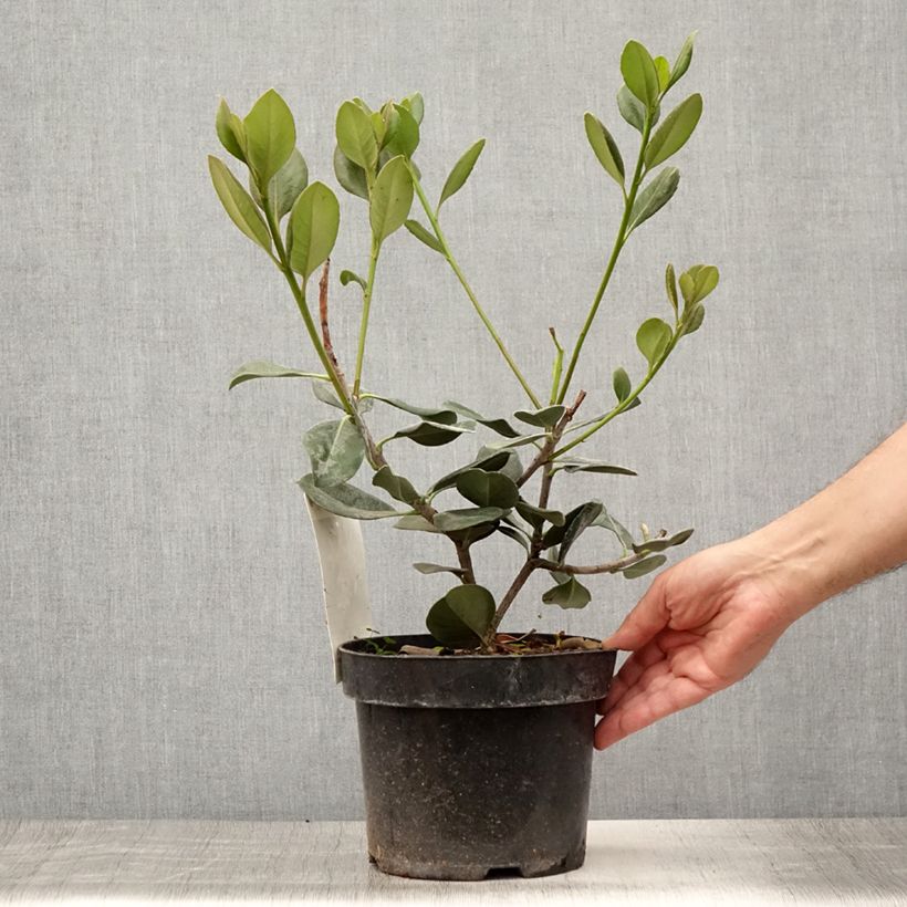 Exemplaar van Rhaphiolepis umbellata - Indiase meidoorn Pot van 3 l/4 l zoals geleverd in de zomer