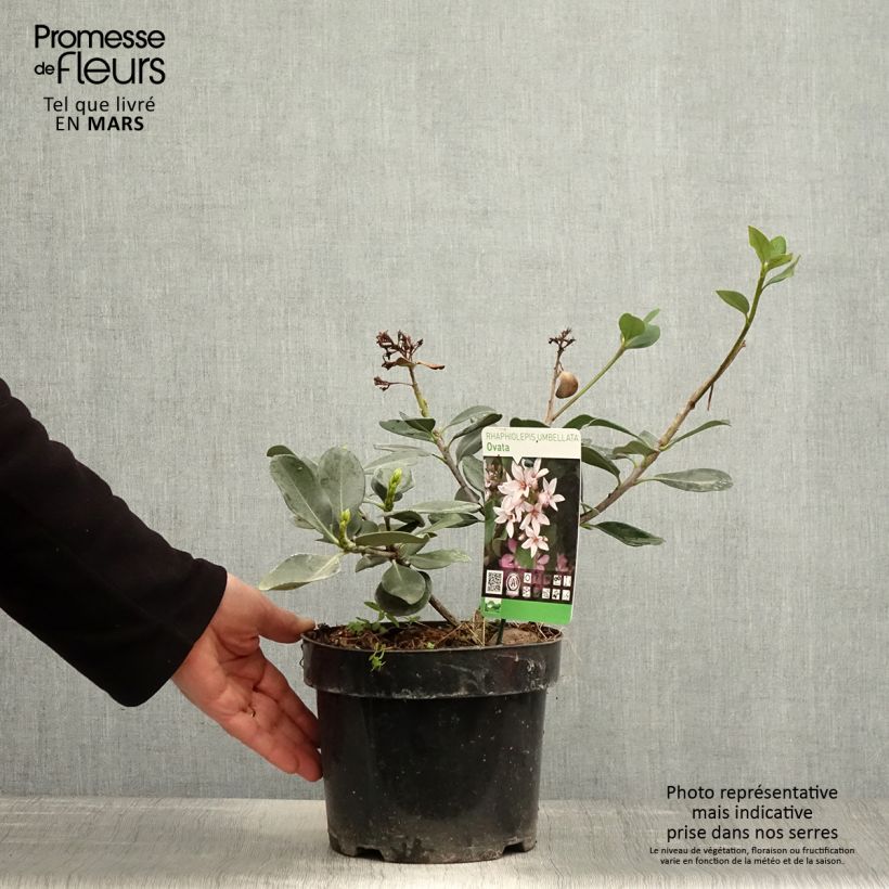 Exemplaar van Rhaphiolepis umbellata - Indiase meidoorn Pot van 3 l/4 l zoals geleverd in de lente