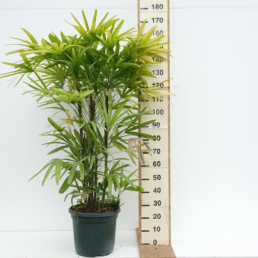 Exemplaar van Rhapis excelsa - Bamboepalm Pot van 20 l/25 l zoals geleverd in de herfst