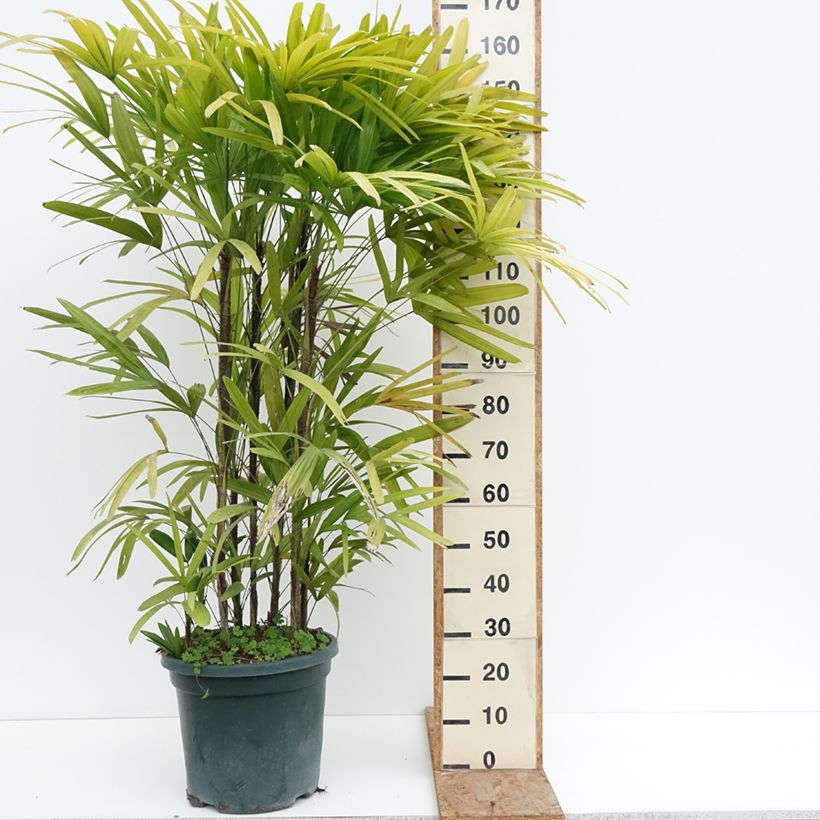 Exemplaar van Rhapis excelsa - Bamboepalm Pot van 20 l/25 l zoals geleverd in de winter
