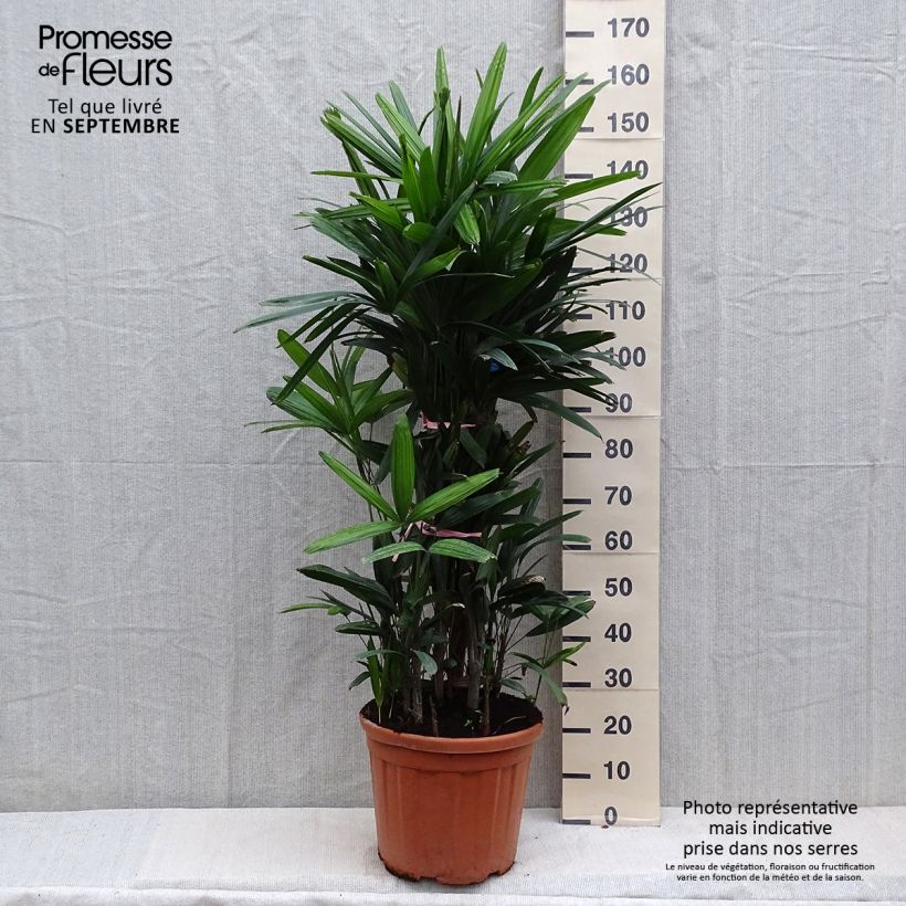 Exemplaar van Rhapis excelsa - Bamboepalm Pot van 7,5 l/10 l zoals geleverd in de herfst