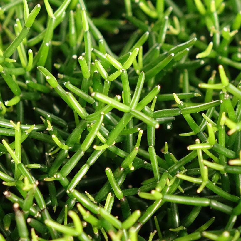 Rhipsalis baccifera - Koraalcactus (Blad)