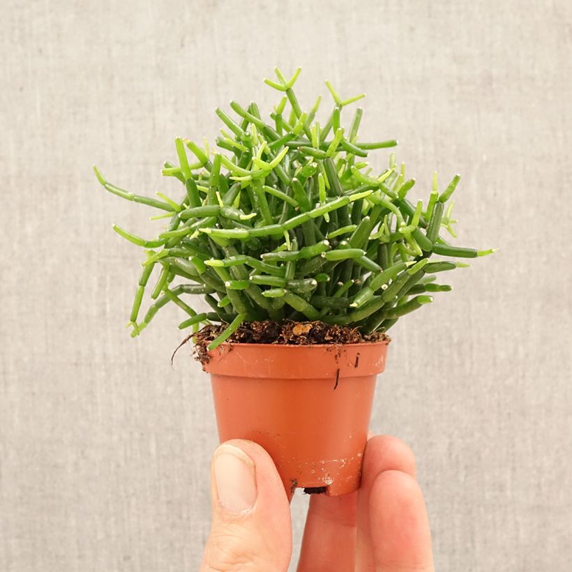 Exemplaar van Rhipsalis baccifera - Koraalcactus Mini-kamerplanten zoals geleverd in de lente