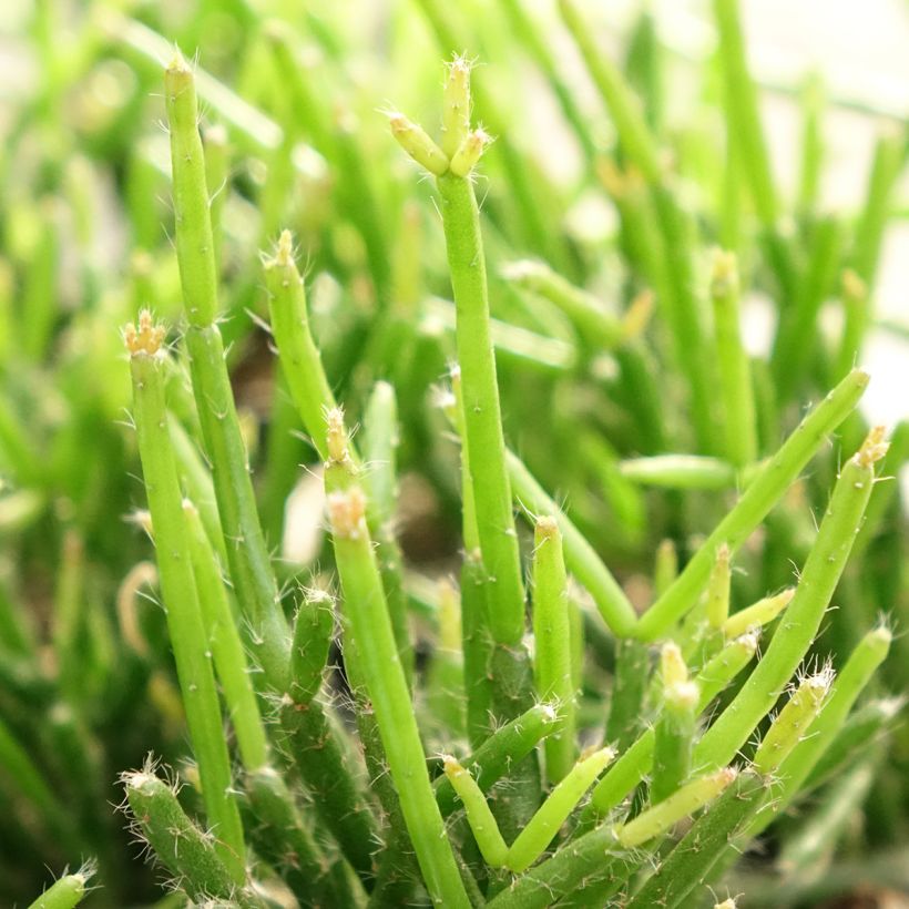 Rhipsalis burchellii - Koraalcactus (Blad)