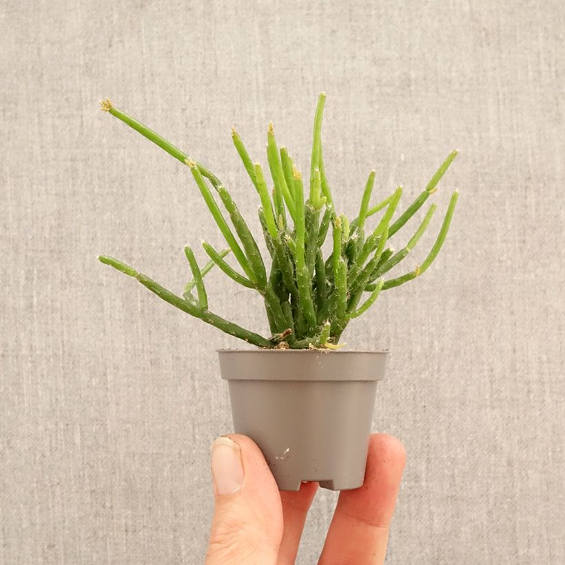 Exemplaar van Rhipsalis burchellii - Koraalcactus Mini-kamerplanten zoals geleverd in de lente