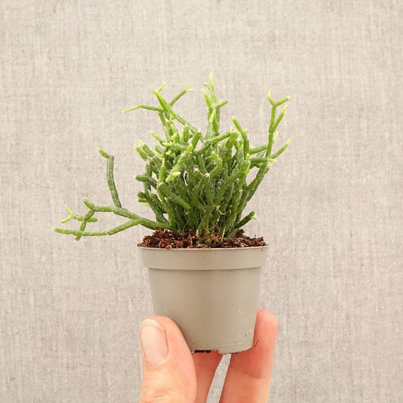 Exemplaar van Rhipsalis cereuscula - Koraalcactus Mini-kamerplanten zoals geleverd in de lente